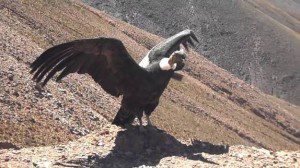 CONDOR